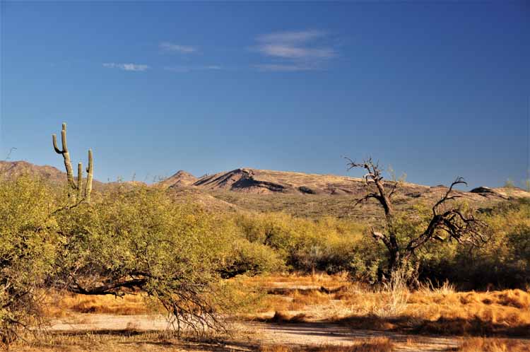 desert scene